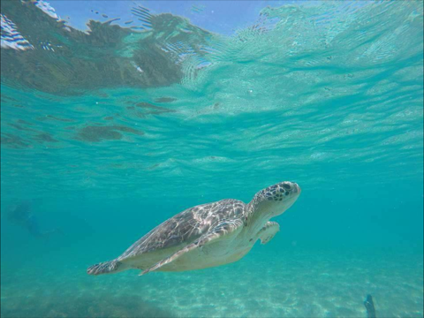 Pasión Maya Holbox