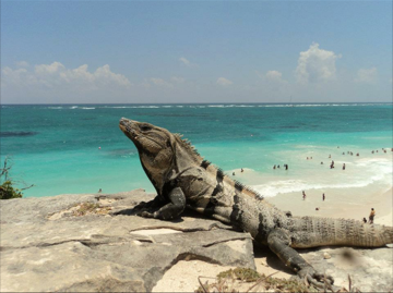 Pasión Maya Coba Tulum Cenote