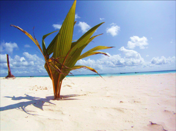 Pasión Maya Holbox